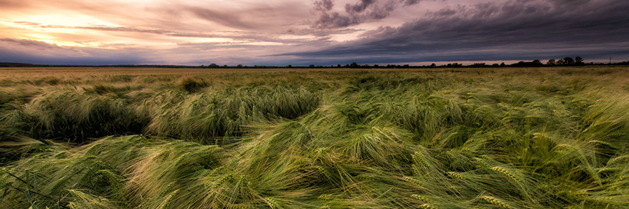image of a barley field in montana