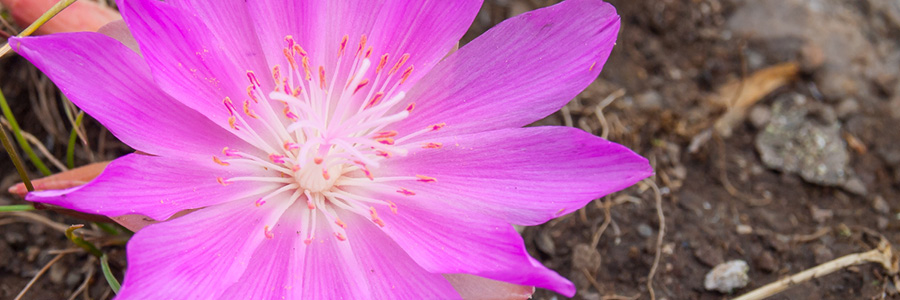 Image of Bitterroot flower